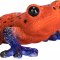 Mojo Poison dart frog