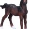 Mojo Hanoverian Foal Bay