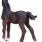 Mojo Hanoverian Foal Bay