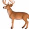 Mojo Red Deer