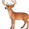 Mojo Red Deer
