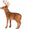 Mojo Red Deer