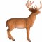 Mojo Red Deer