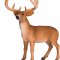 Mojo Red Deer