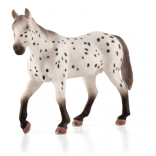 Mojo Appaloosa Stallion