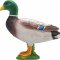 Mojo Duck