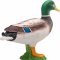 Mojo Duck