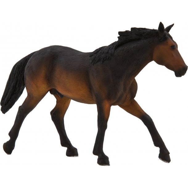 Mojo Buckskin Horse, Sooty Bay