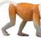 Mojo Proboscis Monkey