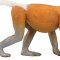 Mojo Proboscis Monkey
