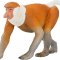 Mojo Proboscis Monkey