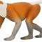 Mojo Proboscis Monkey