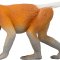 Mojo Proboscis Monkey
