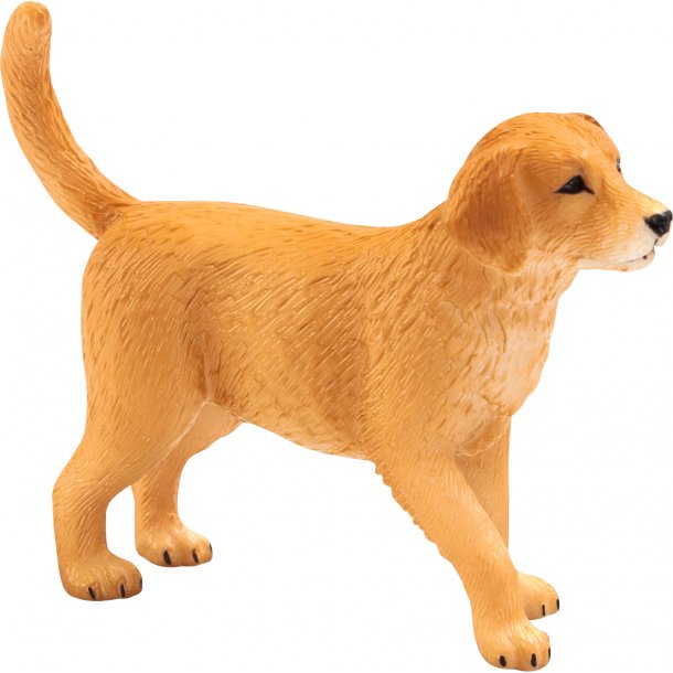 Imported golden hot sale retriever puppies