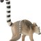Mojo Lemur med Unge