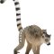 Mojo Lemur med Unge