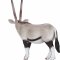 Mojo Oryx Antilope