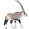 Mojo Oryx Antilope