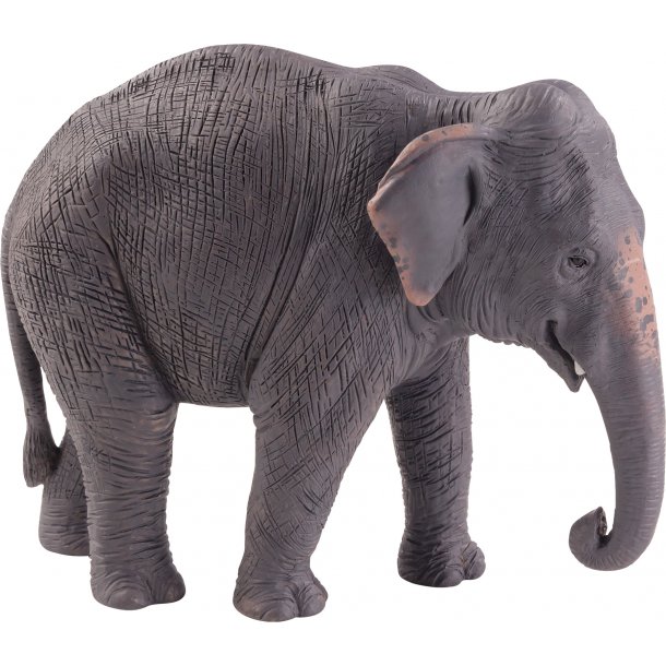 Mojo Asian Elephant