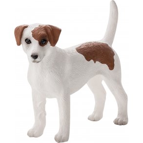 Mojo Jack Russell Terrier