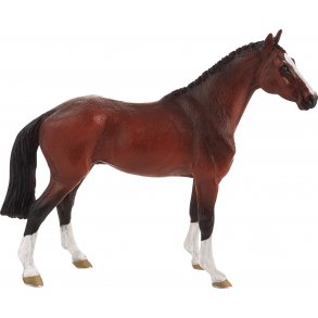 Mojo Hollandsk Varmblodshest