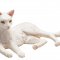 Mojo Cat Lying, White