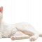 Mojo Cat Lying, White