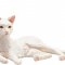 Mojo Cat Lying, White