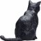 Mojo Katt Sittende, Svart