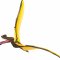 Mojo Tropeognathus