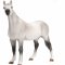 Mojo Orlov Trotter Horse