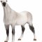 Mojo Orlov Trotter Horse